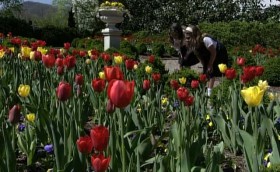 Girl admires Tulip Garden