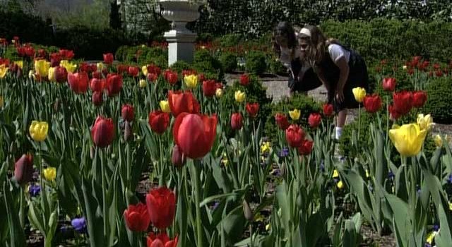 Girl admires Tulip Garden